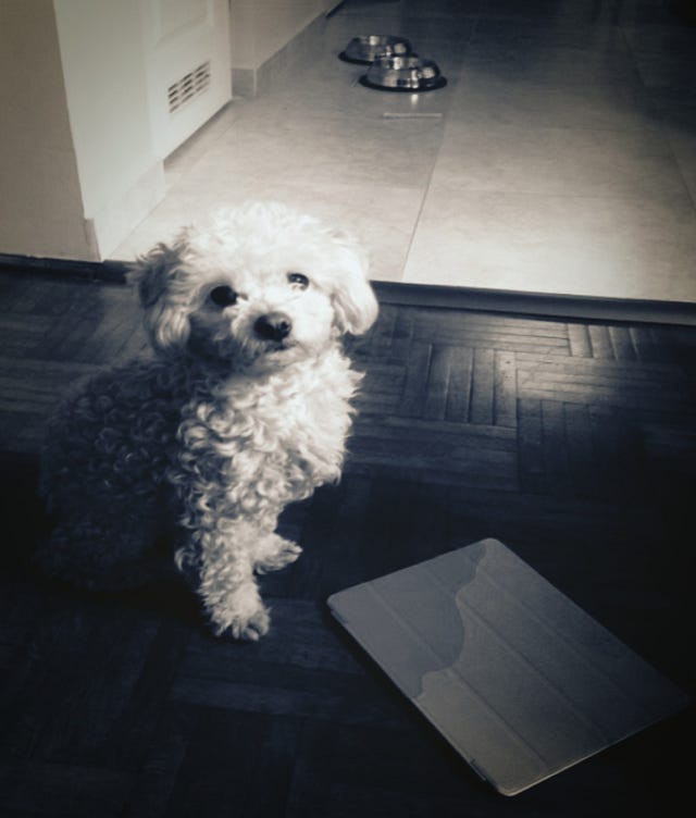 My dog peed on my iPad. by David Hooker Medium