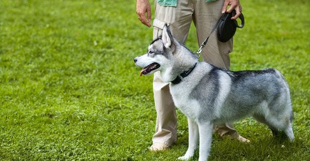 The Ultimate Guide to Dog Training in Youngstown, Ohio (2024)