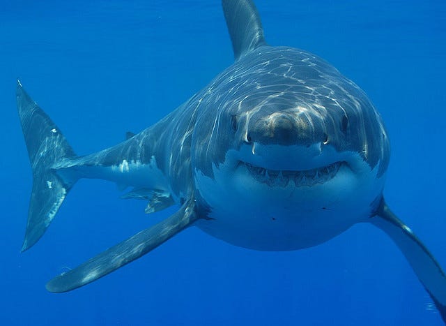 Great White Shark Is California’s Newest Cuddly Endangered Species