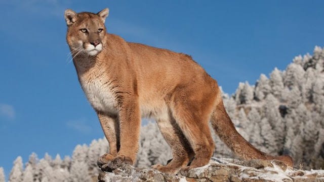 The Eastern American Puma is Officially Declared Extinct | by Mixviralposts  | Science & Nature | Jan, 2024 | Medium