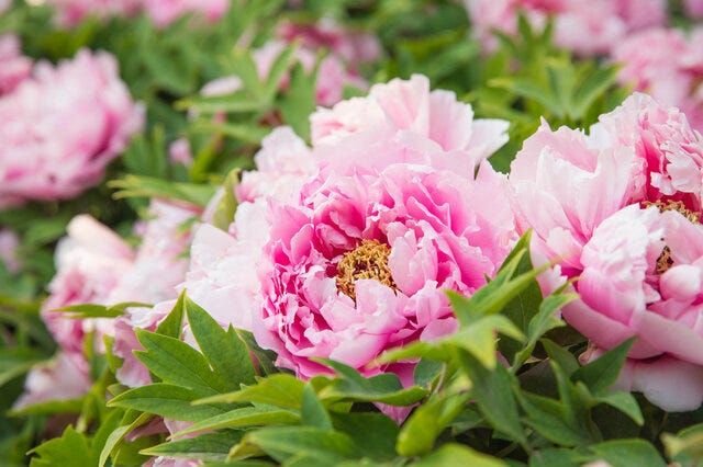 Flowers that 2024 bloom in may