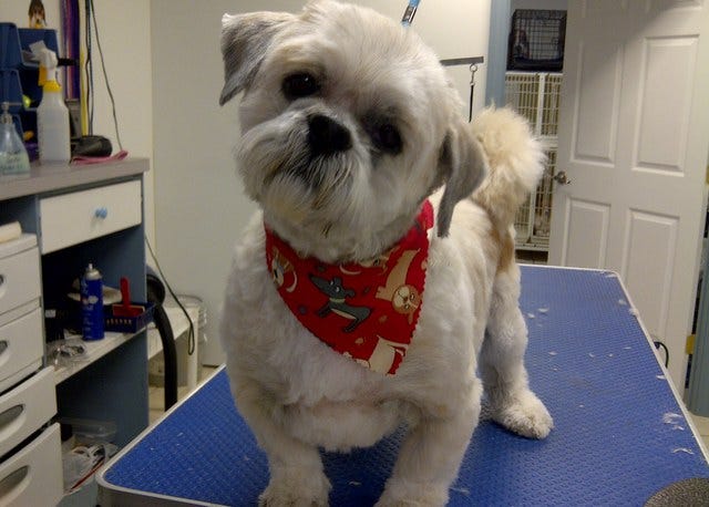 Why You Should Hire Dog Grooming Services By Mutt O Matca Medium why-you-should-hire-dog-grooming-services-by-mutt-o-matca-medium
