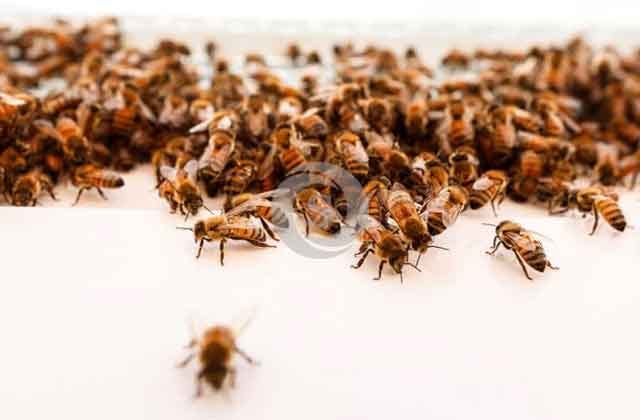 Abejas: Empresa de Israel crea Colmena Robótica para proporcionarles refugio y controlar su salud