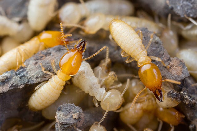 Bed Bug Exterminator