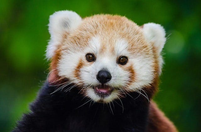 Which is cuter: Giant panda or red panda?