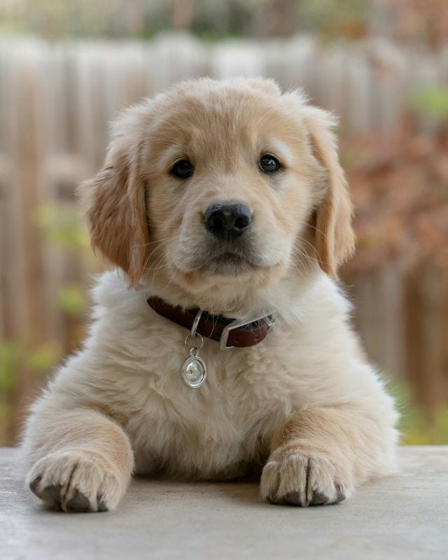 Look at that face and tell me you wouldn’t have made the trade when you were 4. | Bill Stephan (Unsplash)