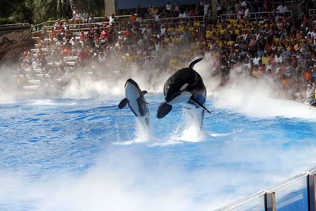 The Valium Defense: Why SeaWorld’s 1.73 Billion Dollar Business Can’t Afford True Ethics