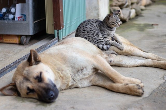 brown dog lying down with a cat lying on top