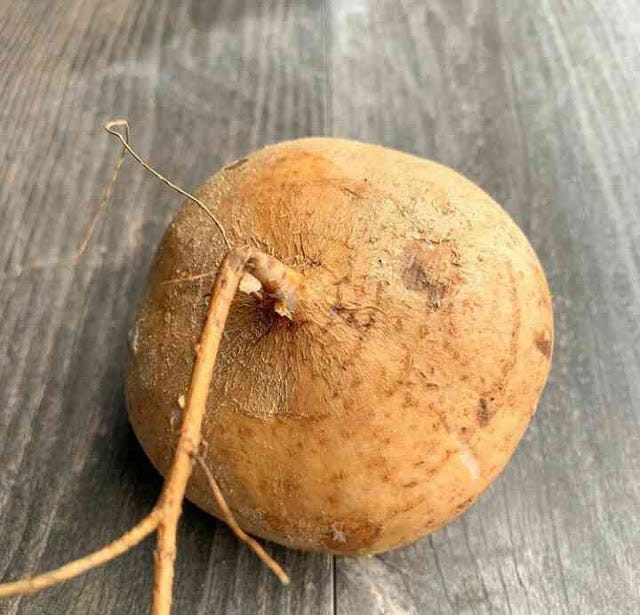 WHAT IS JICAMA, JICAMA NUTRITION,JICAMA BENEFITS by Style Exaa Medium