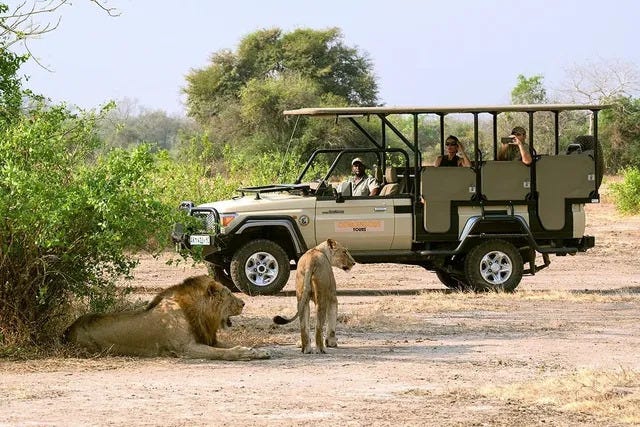Wildlife is the biggest reason people visit Gorongosa