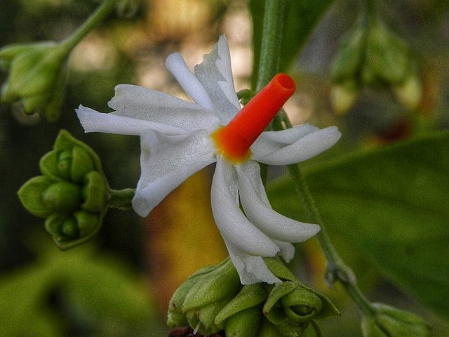 Electroculture Gardening: Shockingly Good for Your Plants, by Marcie Pratt