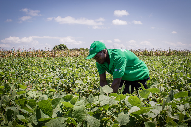 looking at present with soya farming 