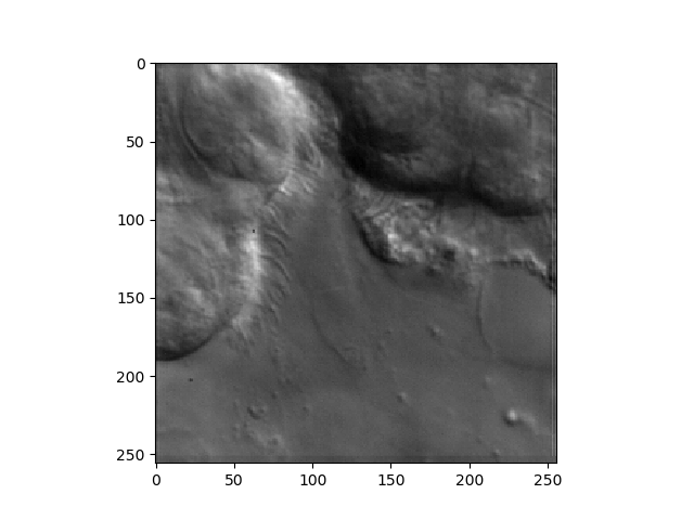 Using Optical Flow for Cilia Segmentation