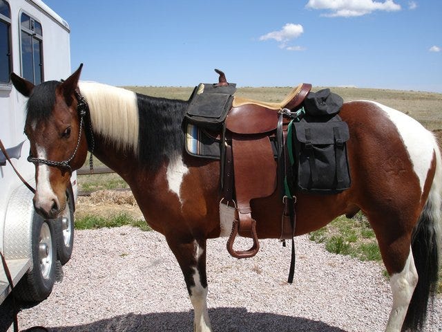 How to choose the best Horse Saddlebags? | by Horse Is Love | Medium