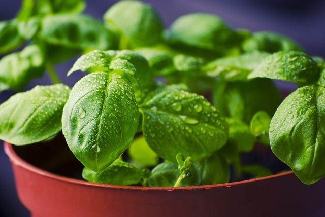 The Complete Guide to Growing Caring for Harvesting Basil