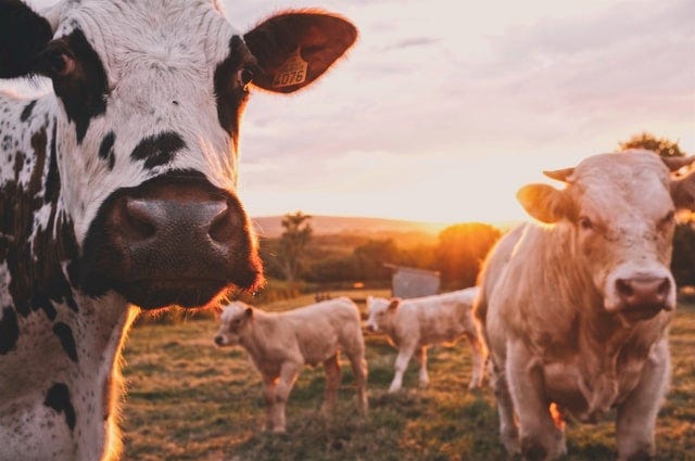 (Photo by Stijn te Strake on Unsplash)