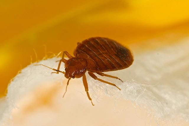 What Are Bed Bugs in Singapore? (Complete Identification and Treatment Guide for 2026)