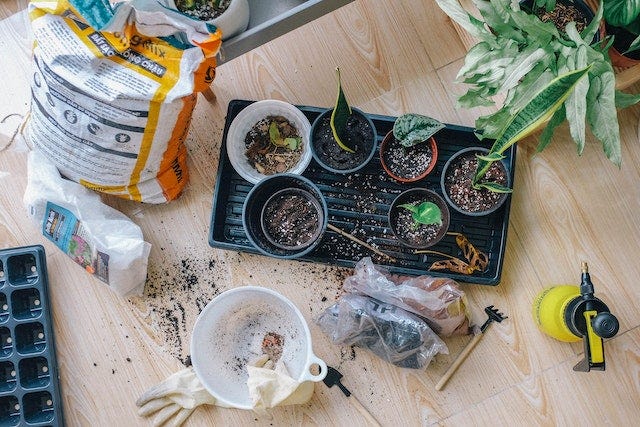 Cultivating Green Havens: A Journey into Indoor Gardening
