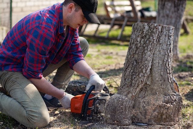 We Care For Your Trees