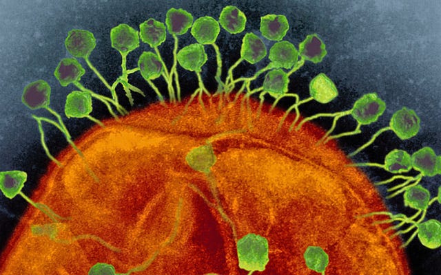 Icosahedral head-tail phages infecting a bacteria. Photo credit