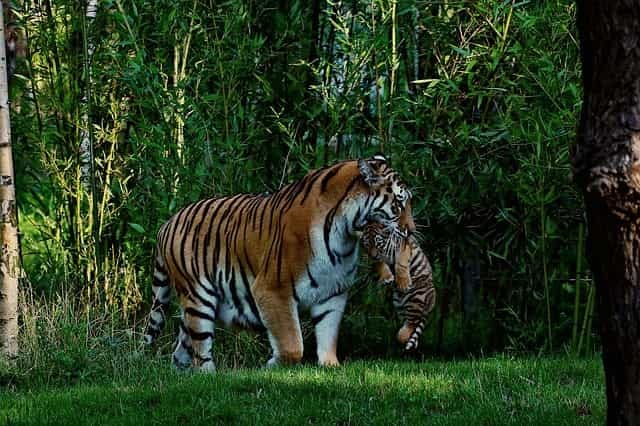 Do Tigers Eat Their Young? (Surprising Truth!)