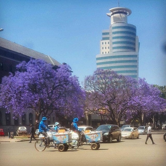 The Jacaranda Trees of Harare, Zimbabwe by Tendai Tomu Medium