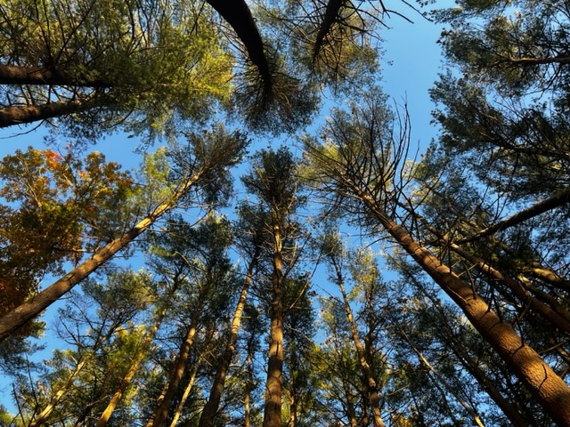 One Step to Make Decision Trees Produce Better Results | by Gabe Verzino | Nov, 2023