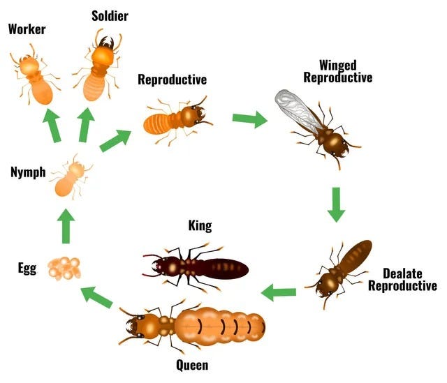Life Cycle of Termites — Unique Pest Management by Aravind Sep