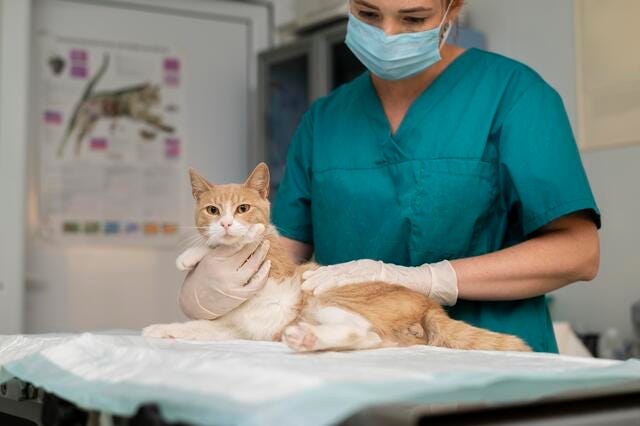 Pet clinic Severna Park MD