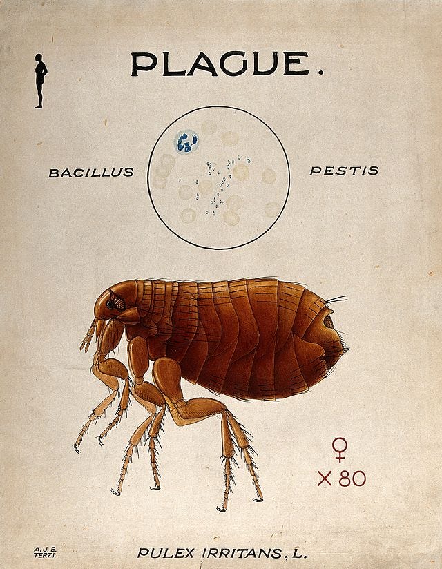 The Bubonic Plague Rears Its Ugly Head in New Mexico by Charles Hughes The Shortform Mar