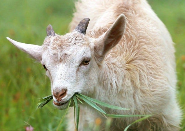 Apa Makanan Kambing yang Bagus? Ini Pilihannya!