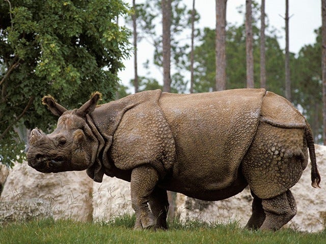 javan rhinoceros baby