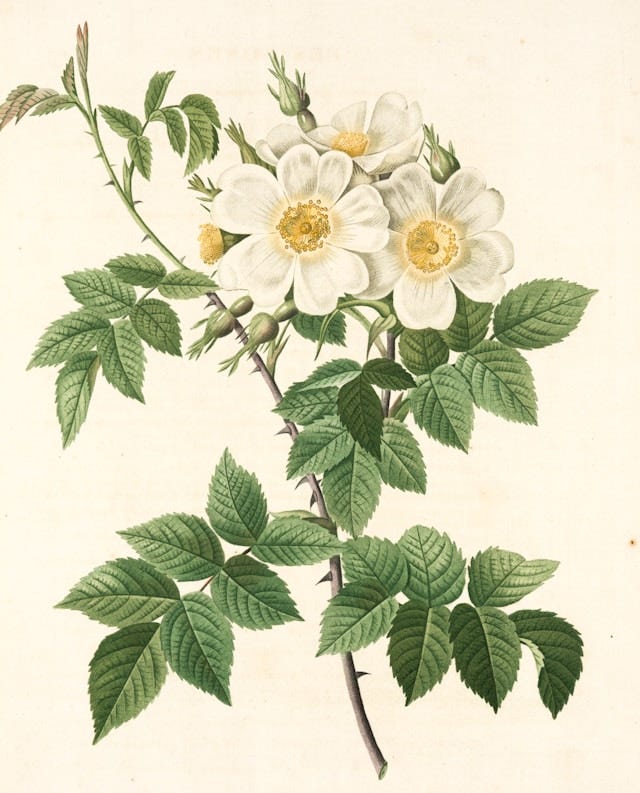 The Triumphant Return of Botanical Illustrations