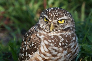 The Day of the Owl (film) - Wikipedia