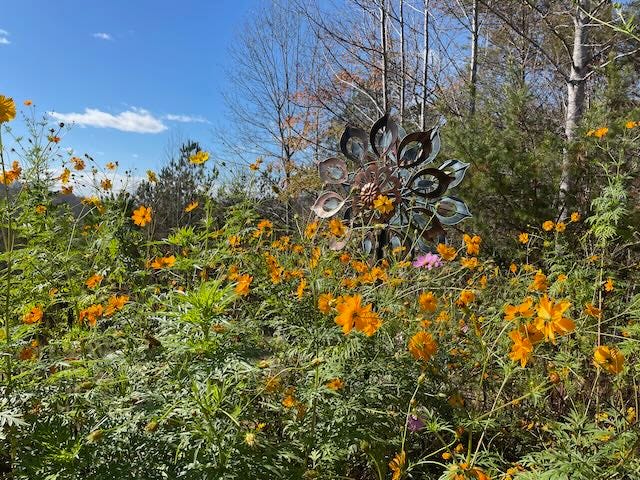 my wildflower garden