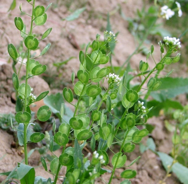 Reducing stress in potential new biofuel crop: Pennycress