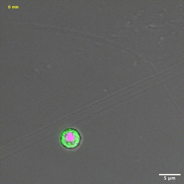 Immagine GIF che rappresenta la crescita di una conidiospora di A. nidulans che esprime PilA-GFP (verde) e Istona H1-mRFP (magenta) nel corso di un periodo di 12 ore (a 28 gradi Celsius). Immagine GIF fornita dall'autore.