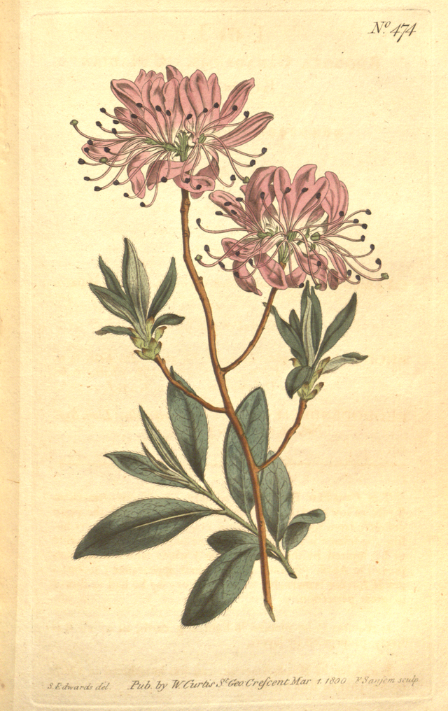 The Rhodora, On Being Asked, Whence Is the Flower (1834) by arisbe, a