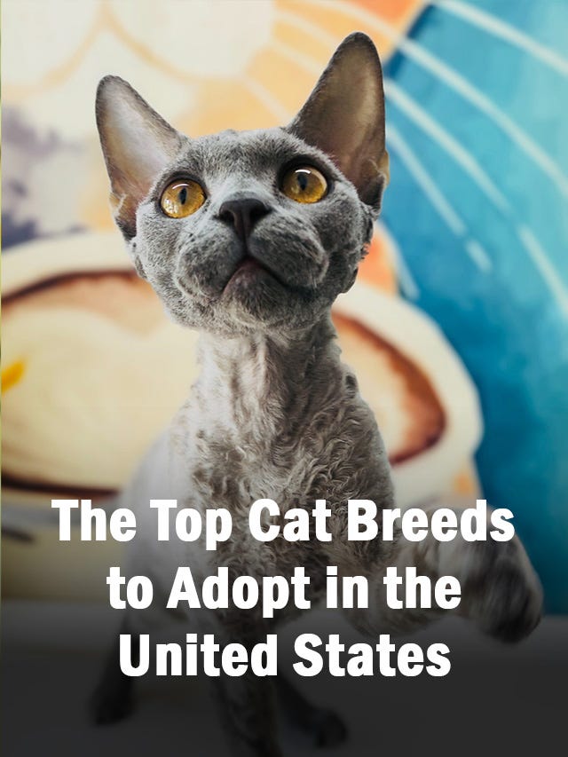 The Most Popular Cat Breeds in America rnewsnow Medium