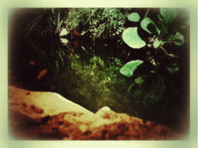 (onde as carpas dormem)