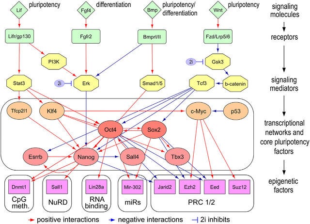 Hierarchical organization of pluripotency gene regulatory network. CC BY-NC-ND 4.0