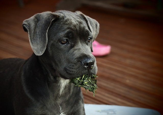 Mastering Life with a Cane Corso: Your Comprehensive Guide | by Pawsitivity  Place | Medium