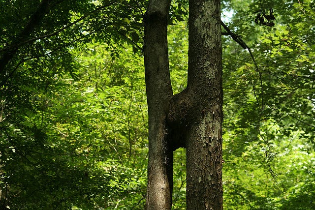 H-Tree Construction. An H-tree is a geometric shape that… | by Omar ...