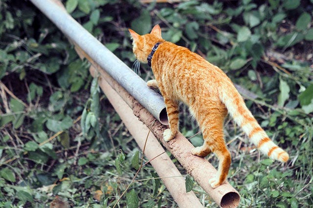Photo by นิรมล บุญเทพ via Pexels