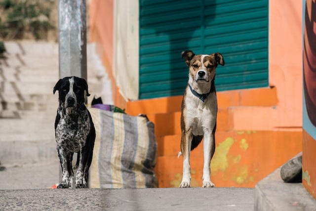 The Best Guard Dogs: A Comprehensive Guide to Protective Canine Companions  by Marlon Mcleod