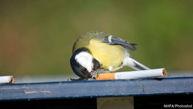 Some birds use discarded cigarettes to fumigate their nests