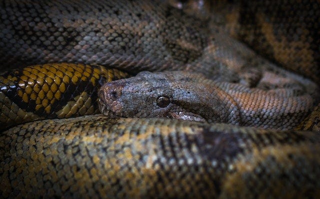 How do pythons kill their prey?. How do pythons kill their prey? They ...