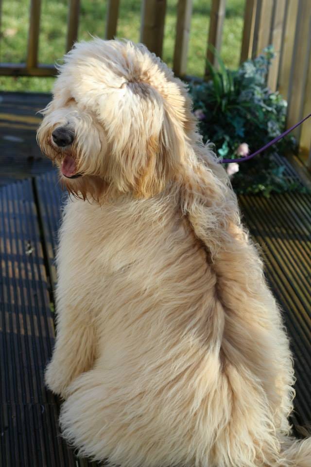 Australian labradoodle breeders UK australian labradoodles Medium