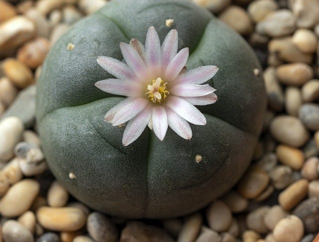 My Experience During A Peyote Ceremony | by Yvette Brand | Know Thyself,  Heal Thyself | Medium