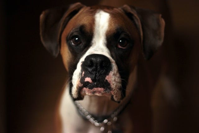 paws-for-savings-finding-affordable-dog-stores-near-you-by-marlon